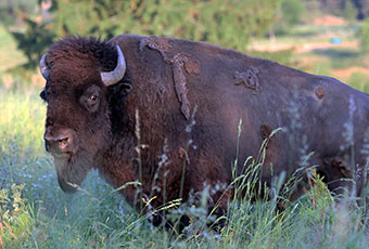 Salix GmbH Oberweißbach - Rinderrasse Bison