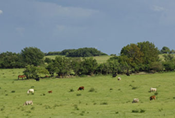 Salix GmbH Oberweißbach - Landschaftsgestaltung durch Weidetiere