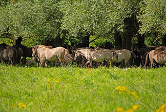 Salix GmbH Oberweißbach - Landschaftsgestaltung durch Weidetiere